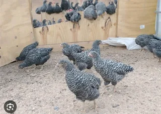 Potchefstroom Koekoeks Chicks For Sale