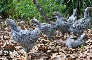 Potchefstroom Koekoeks Chicks For Sale