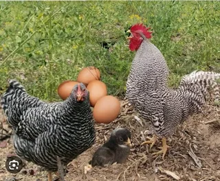 Potchefstroom Koekoeks Chicks For Sale