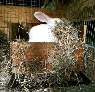Meat Rabbits Breeding Stock Available