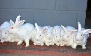 Meat Rabbits Breeding Stock Available