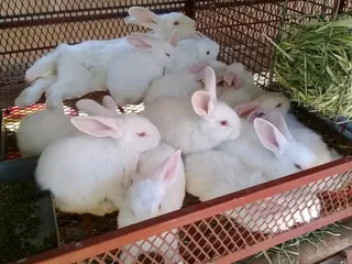 Meat Rabbits Breeding Stock Available