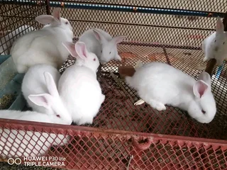 Meat Rabbits Breeding Stock Available