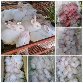 Meat Rabbits Breeding Stock Available