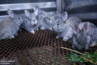 Beautiful Baby Bunnies For Sale
