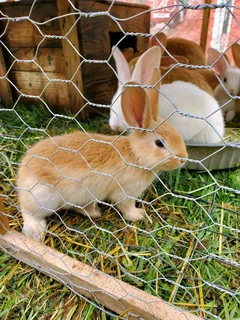 Beautiful Baby Bunnies For Sale