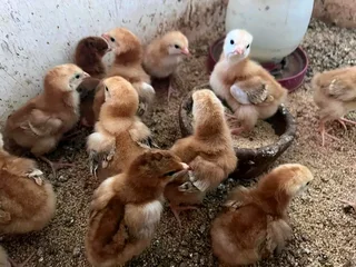 Rhode Island Red Chicks For Sale