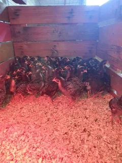 Potchefstroom Koekoeks Chicks For Sale