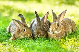 Flemish Giant&#39;s Rabbits For Sale