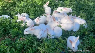 Meat Rabbits Breeding Stock Available