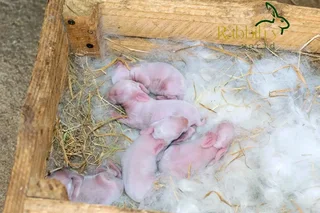 Meat Rabbits For Sale