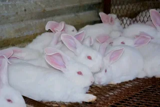 Meat Rabbits For Sale