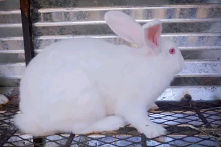 Meat Rabbits For Sale