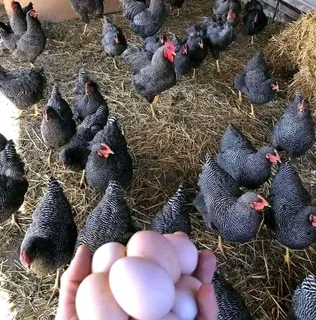 Potchefstroom Koekoeks Chicks For Sale