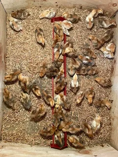 RHODE ISLAND RED CHICKS FOR SALE
