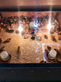 RHODE ISLAND RED CHICKS FOR SALE
