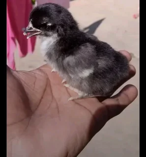 BLACK AUSTRALORPS CHICKS FOR SALE