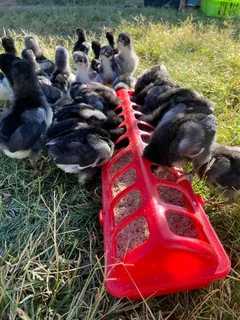 BLACK AUSTRALORPS CHICKS FOR SALE
