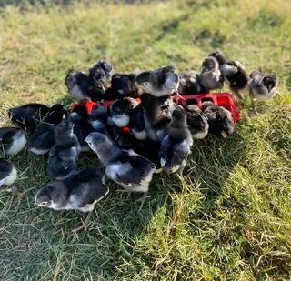 BLACK AUSTRALORPS CHICKS FOR SALE