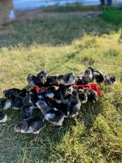 BLACK AUSTRALORPS CHICKS FOR SALE