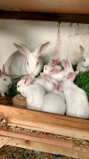 Newzealand White Rabbits For Sale