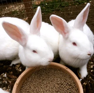 Newzealand White Rabbits For Sale