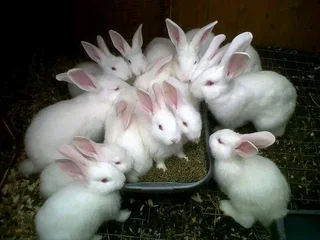 Meat Rabbits Breeding Stock Available