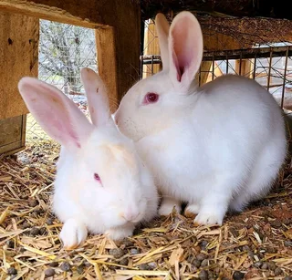 Meat Rabbits Breeding Stock Available