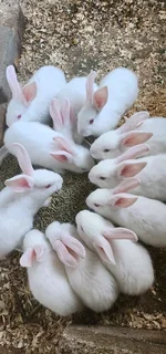 Meat Rabbits Breeding Stock Available