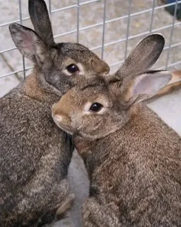 Flemish Giants Rabbits For Sale