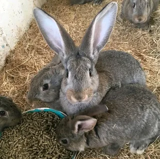 Flemish Giants Rabbits For Sale