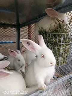 Meat Rabbits Breeding Stock For Sale