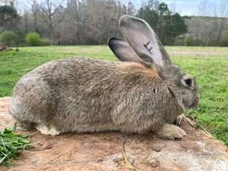 Flemish Giants Rabbits For Sale