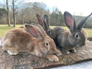 Flemish Giants Rabbits For Sale