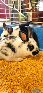 A Variety Of Backyard Pet's For Sale