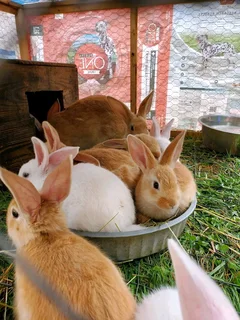 A Variety Of Backyard Pet&#39;s For Sale