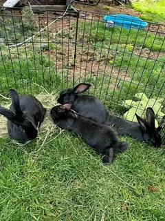Beautiful Baby Bunnies For Sale