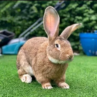 Flemish Giants Rabbits For Sale