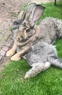 Flemish Giants Rabbits For Sale