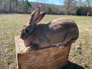 Flemish Giants Rabbits For Sale
