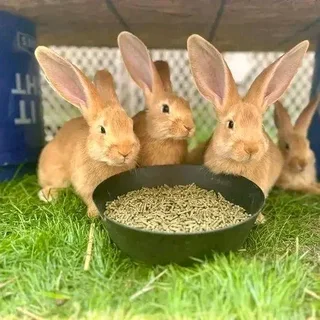 Flemish Giants Rabbits For Sale