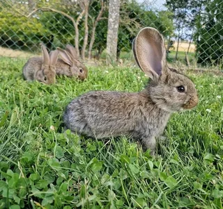 Flemish Giants Rabbits For Sale