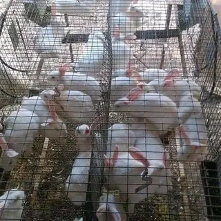Meat Rabbits Breeding Stock Available