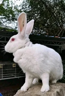 Meat Rabbits Breeding Stock Available