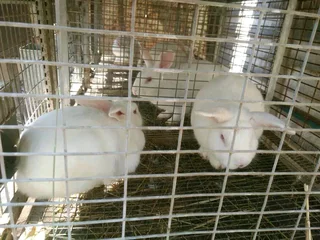 Meat Rabbits Breeding Stock Available