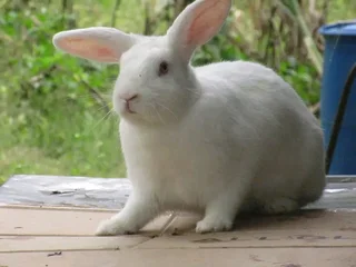 Meat Rabbits Breeding Stock Available