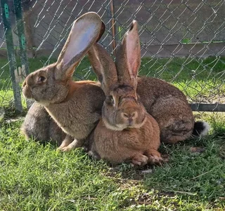 Flemish Giant&#39;s Rabbits For Sale