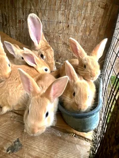 Flemish Giant&#39;s Rabbits For Sale