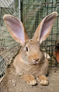 Flemish Giant&#39;s Rabbits For Sale
