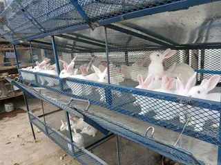 Newzealand White Rabbits For Sale